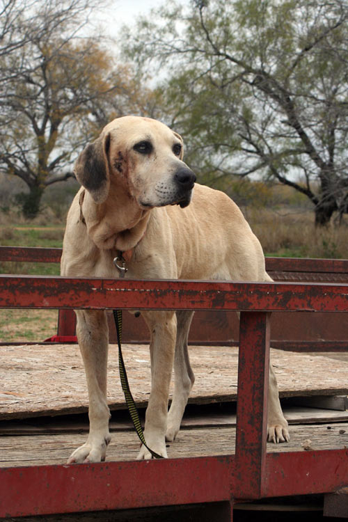 Hogstickers hunt, January, 2012 - image