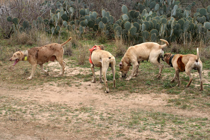 Hogstickers hunt, January, 2012 - image