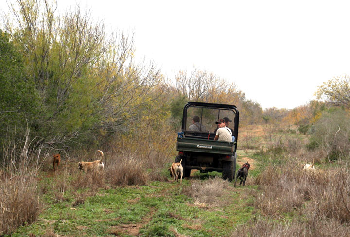 Hogstickers hunt, January, 2012 - image