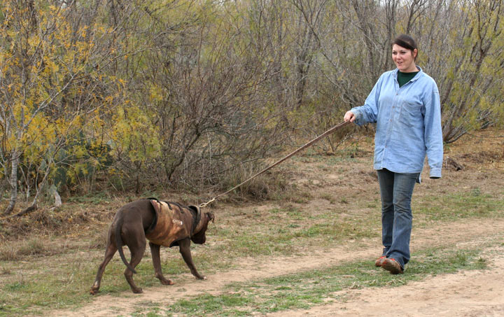 Hogstickers hunt, January, 2012 - image