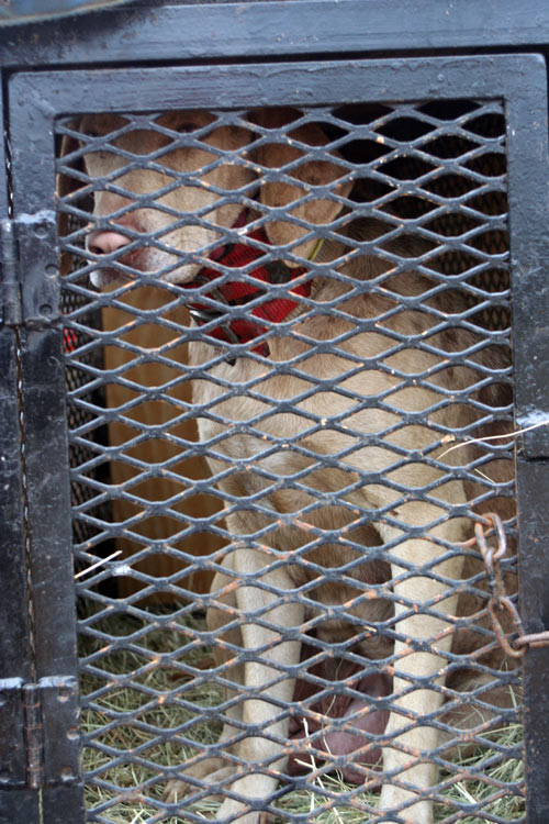 Hogstickers hunt, January, 2012 - image